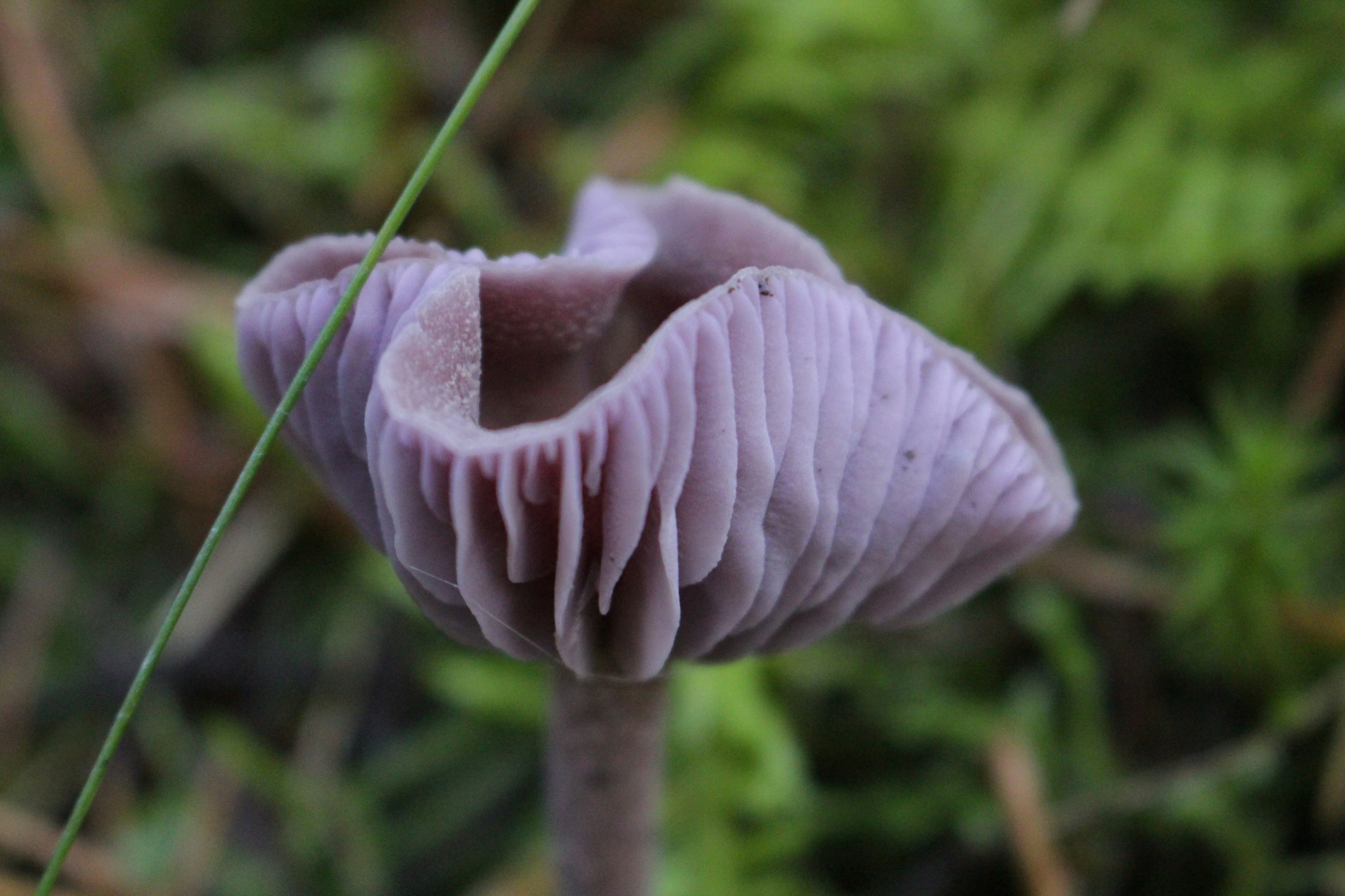 Free Unsplash photo from Arian Gentes