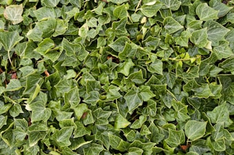 A dense covering of vibrant green ivy leaves, partially wet from moisture. The leaves overlap and create a lush, textured pattern with various shades of green and subtle hints of yellow on the edges.