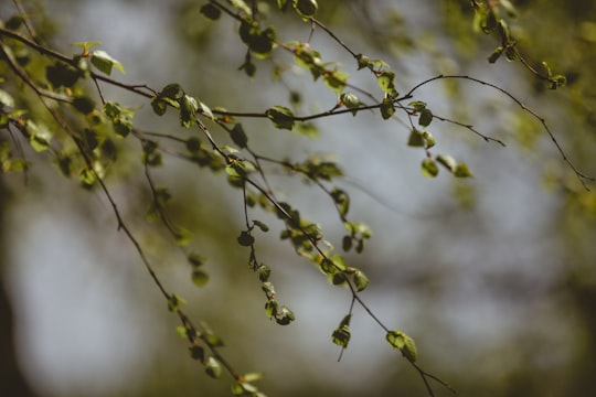 green and brown branch in Riga Latvia