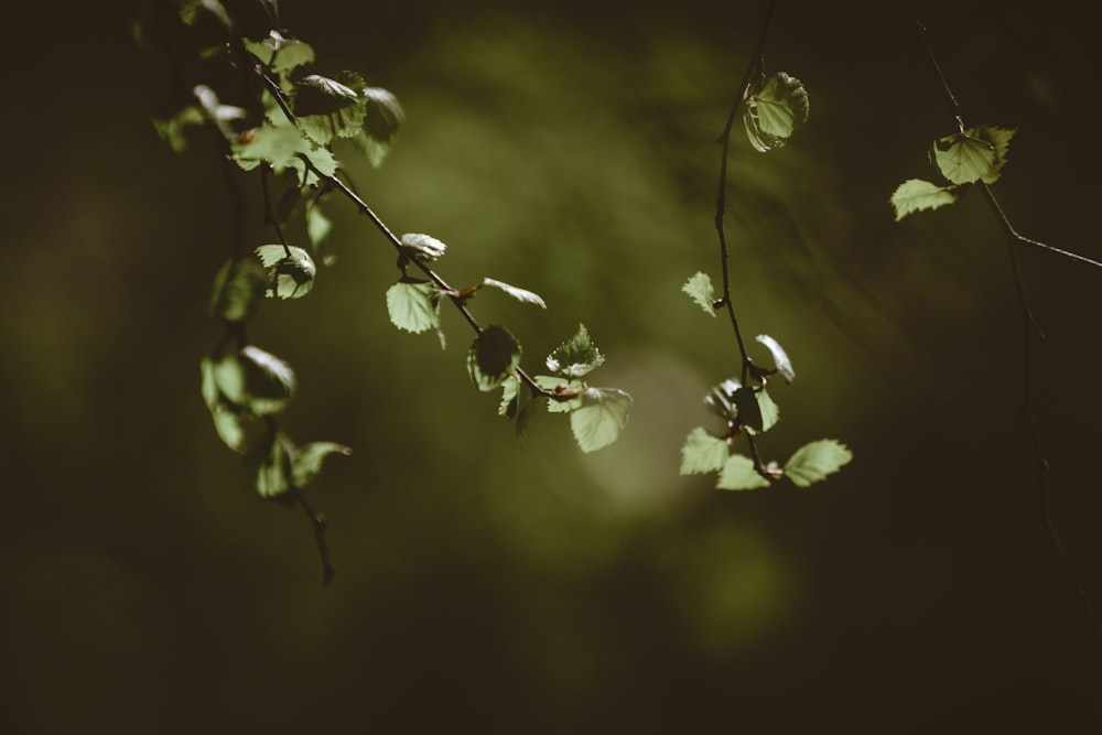 green leaf plant closeup photography