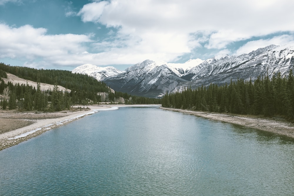 river lined with pine trees at daytime