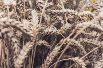 a close up of a bunch of dry grass - rye