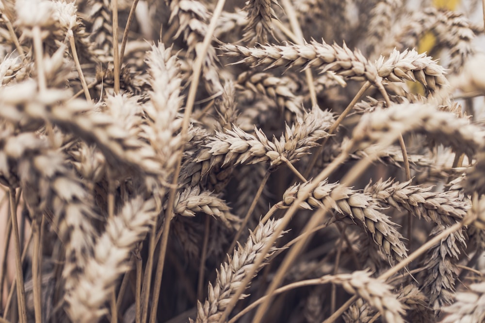 a close up of a bunch of dry grass