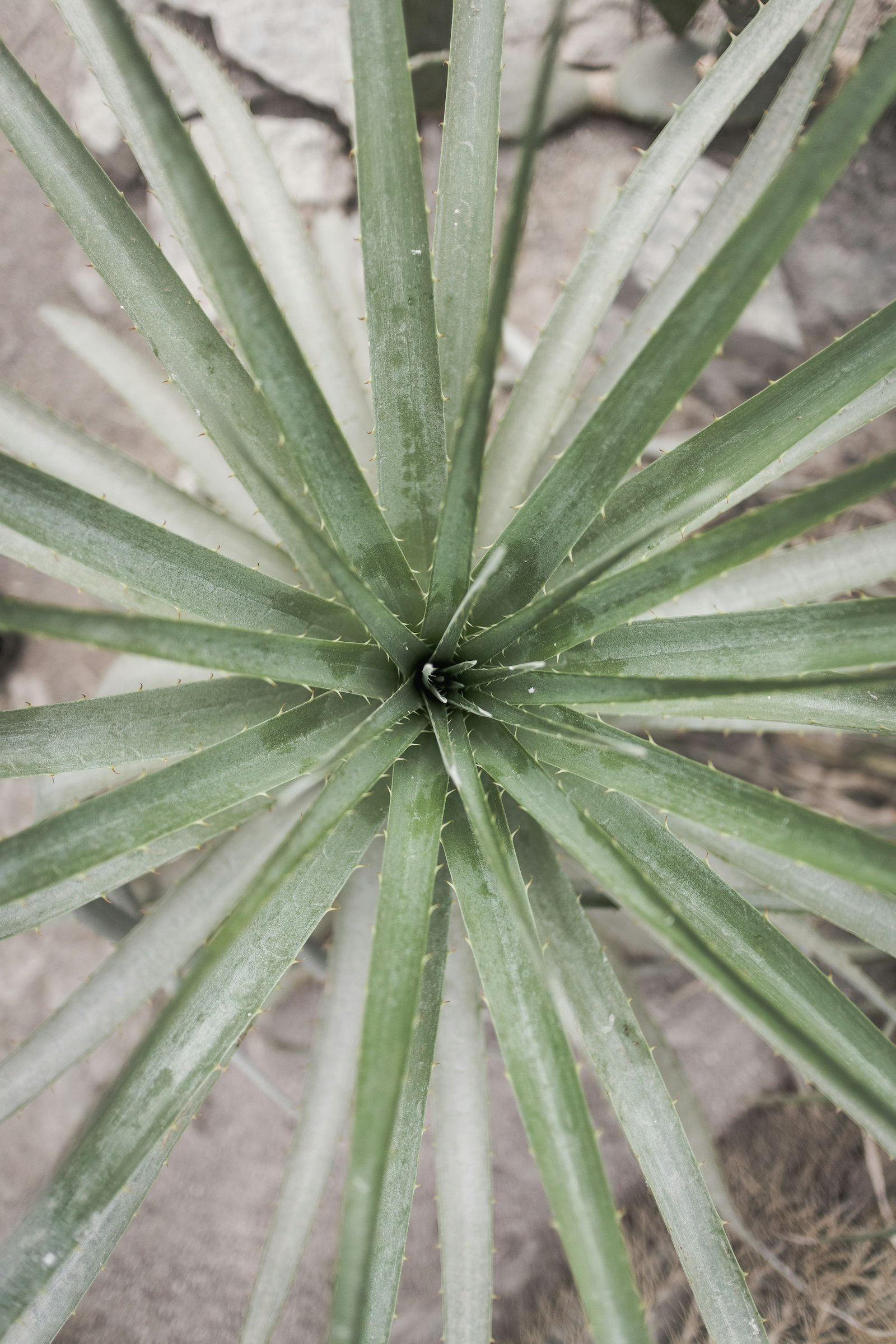 Canon EOS M5 + Canon EF-M 22mm F2 STM sample photo. Green leaf plant closeup photography