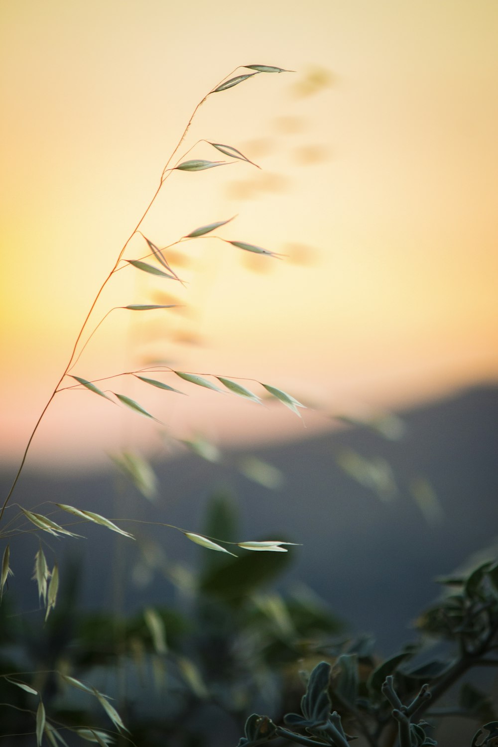 selective photography of green leafed plant