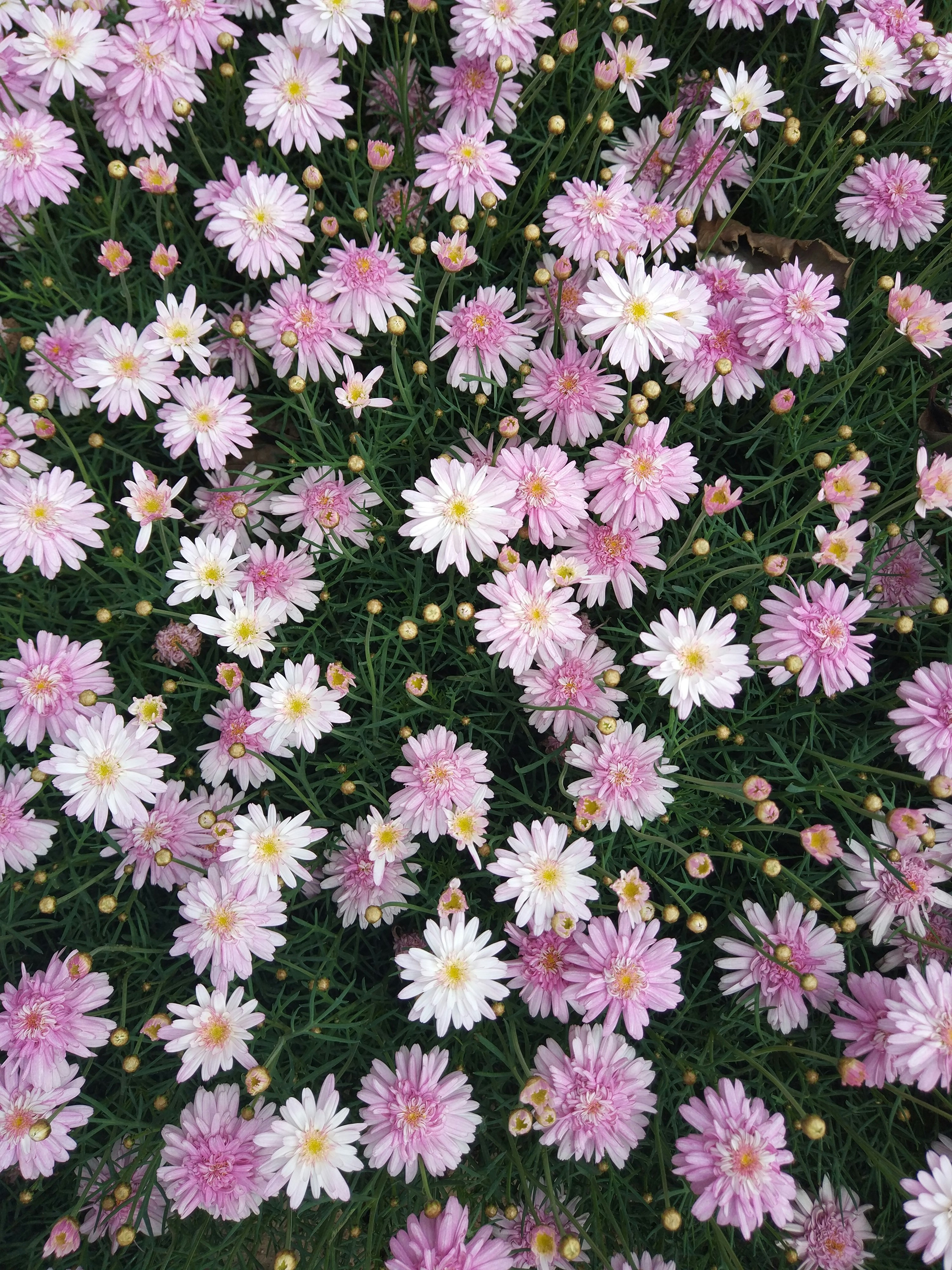 Free Unsplash photo from The Chainsmokres