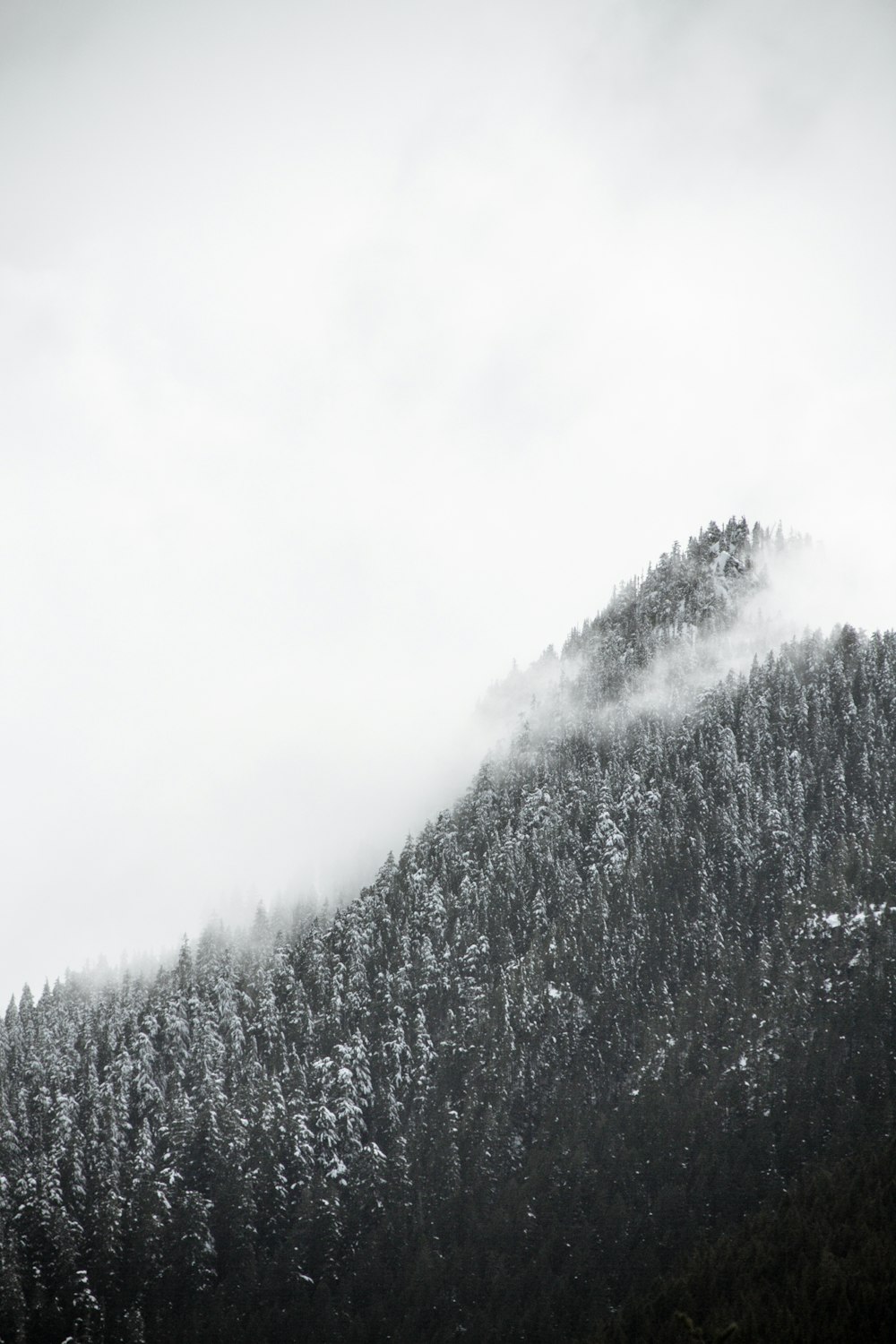 forest coated with snow