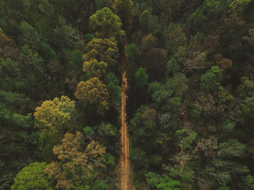 aerial photography of road between trees