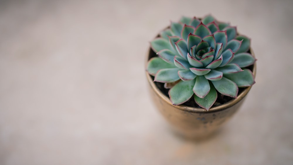 Plante succulente verte en pot