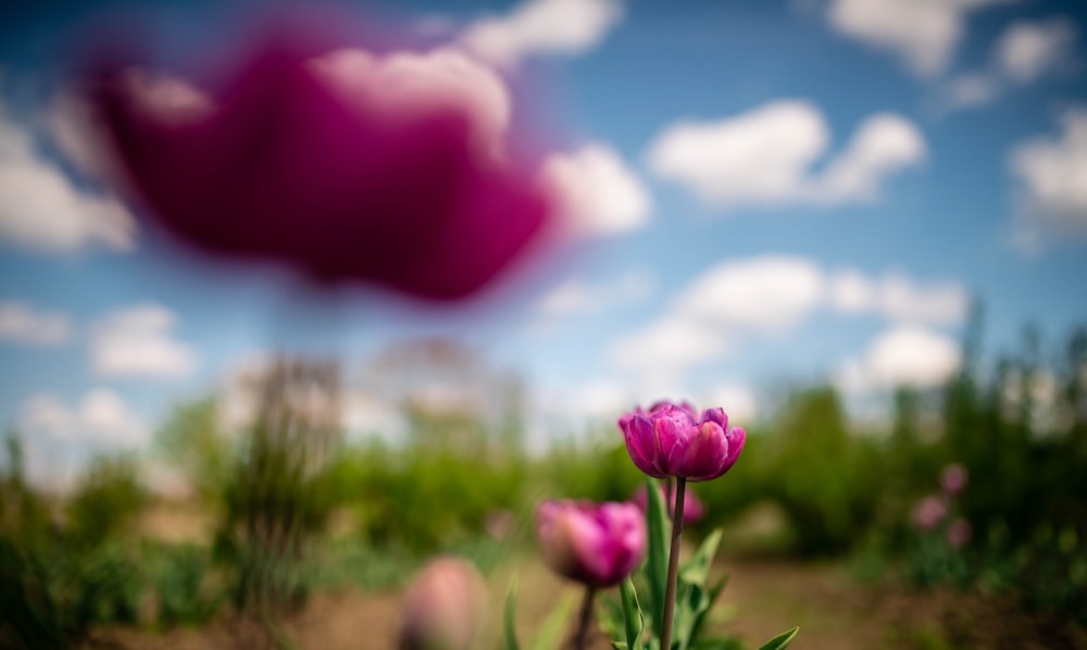 a field of flowers with a cloud in the background