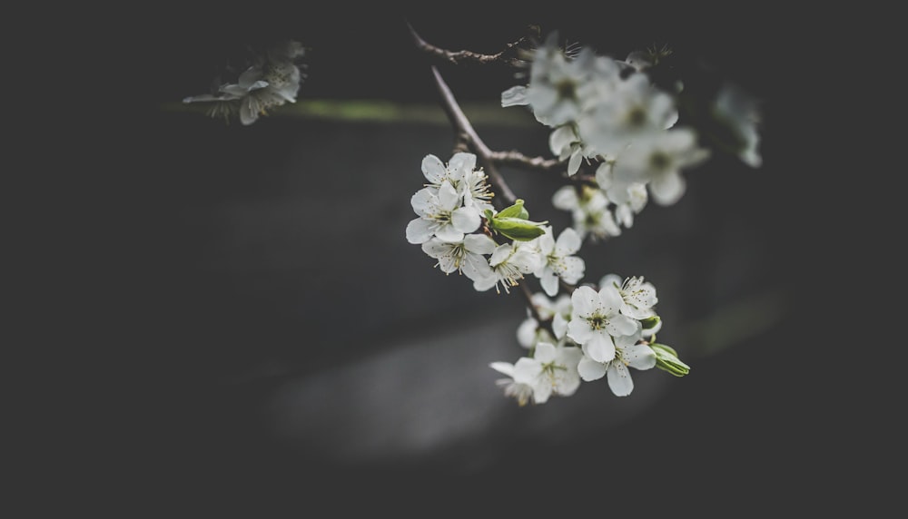 white flowers