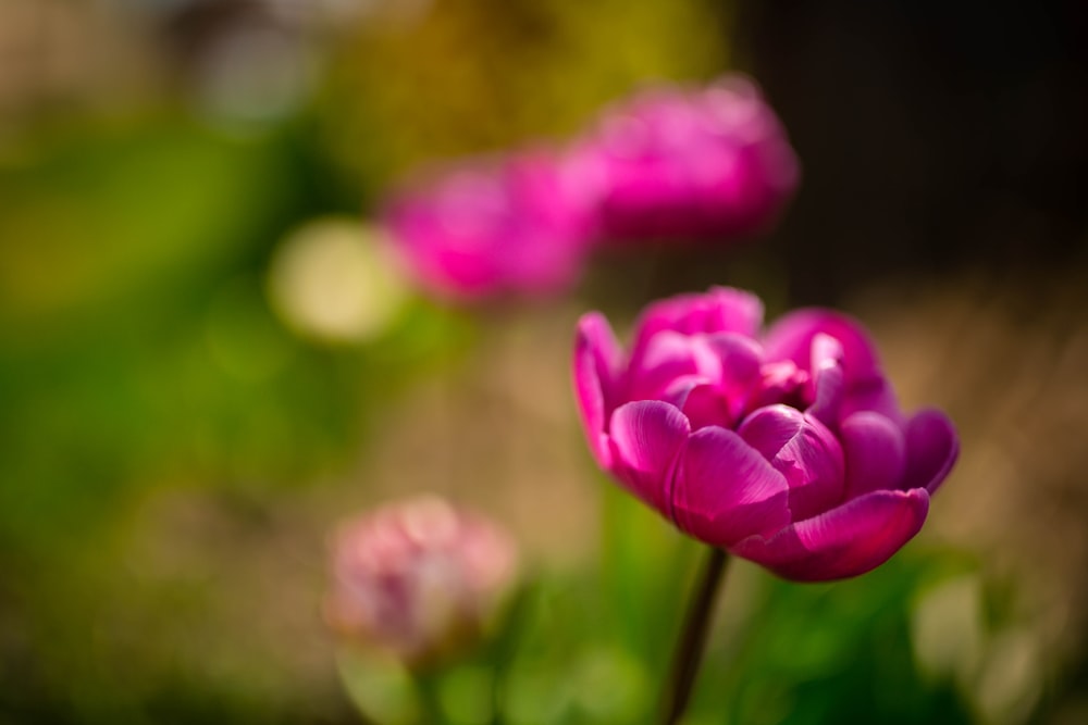 ピンクの花の束のクローズアップ