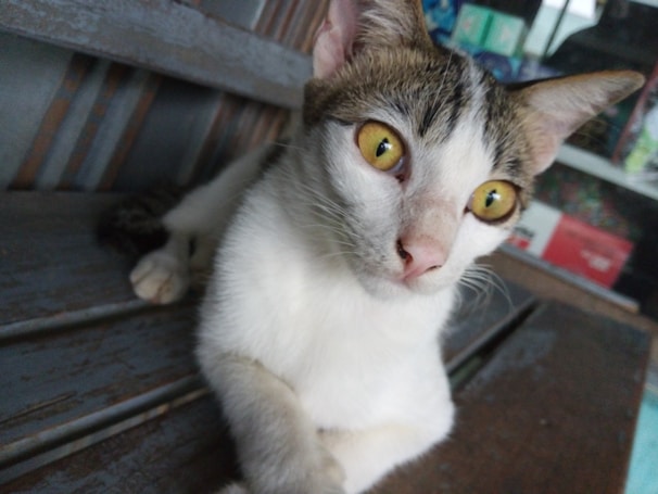 A curious cat with large yellow eyes and brown fur markings is lying on a wooden bench. The background is slightly blurred, showing indistinct objects and a metallic structure.