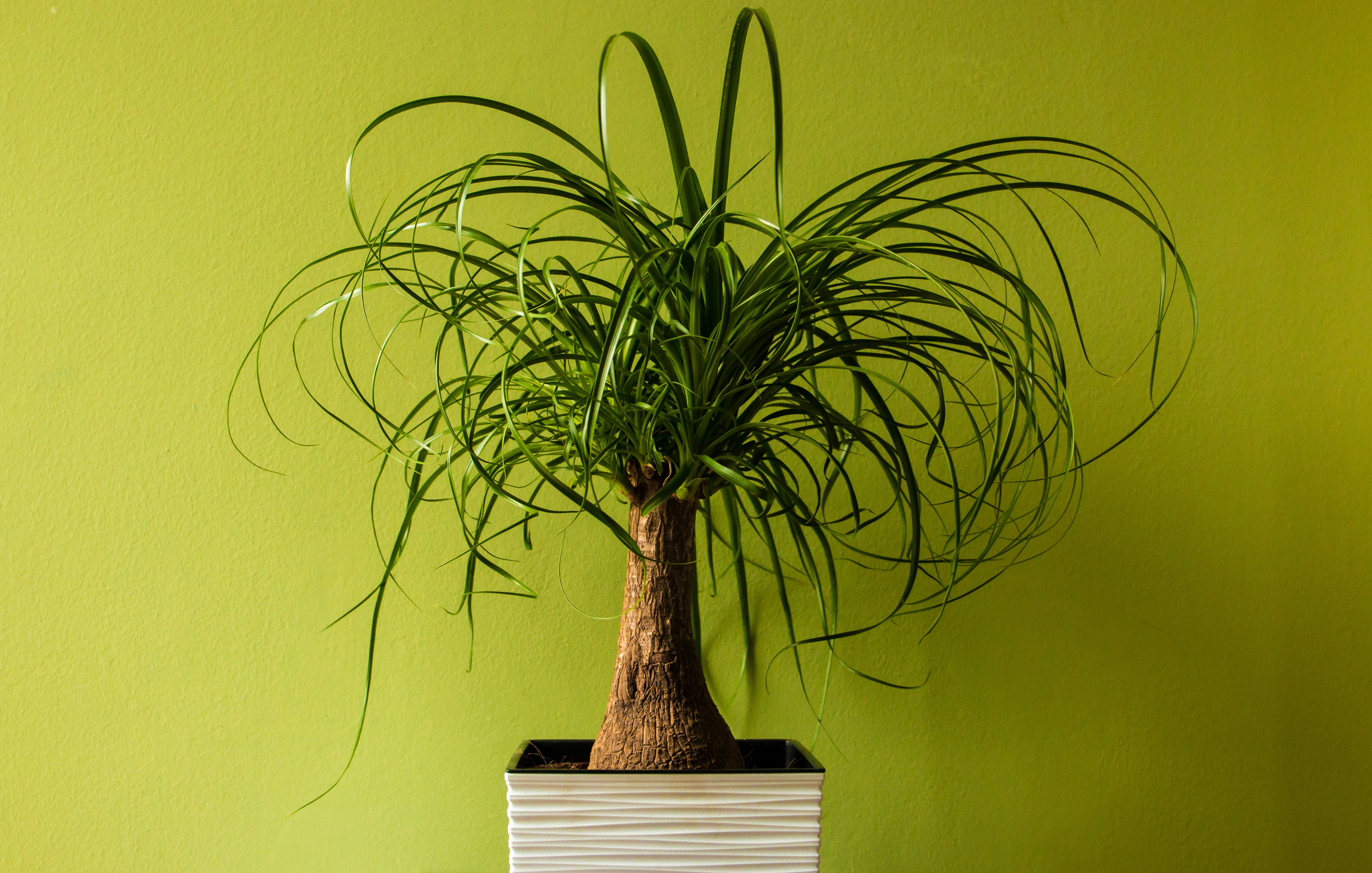 a potted plant sitting on top of a wooden table