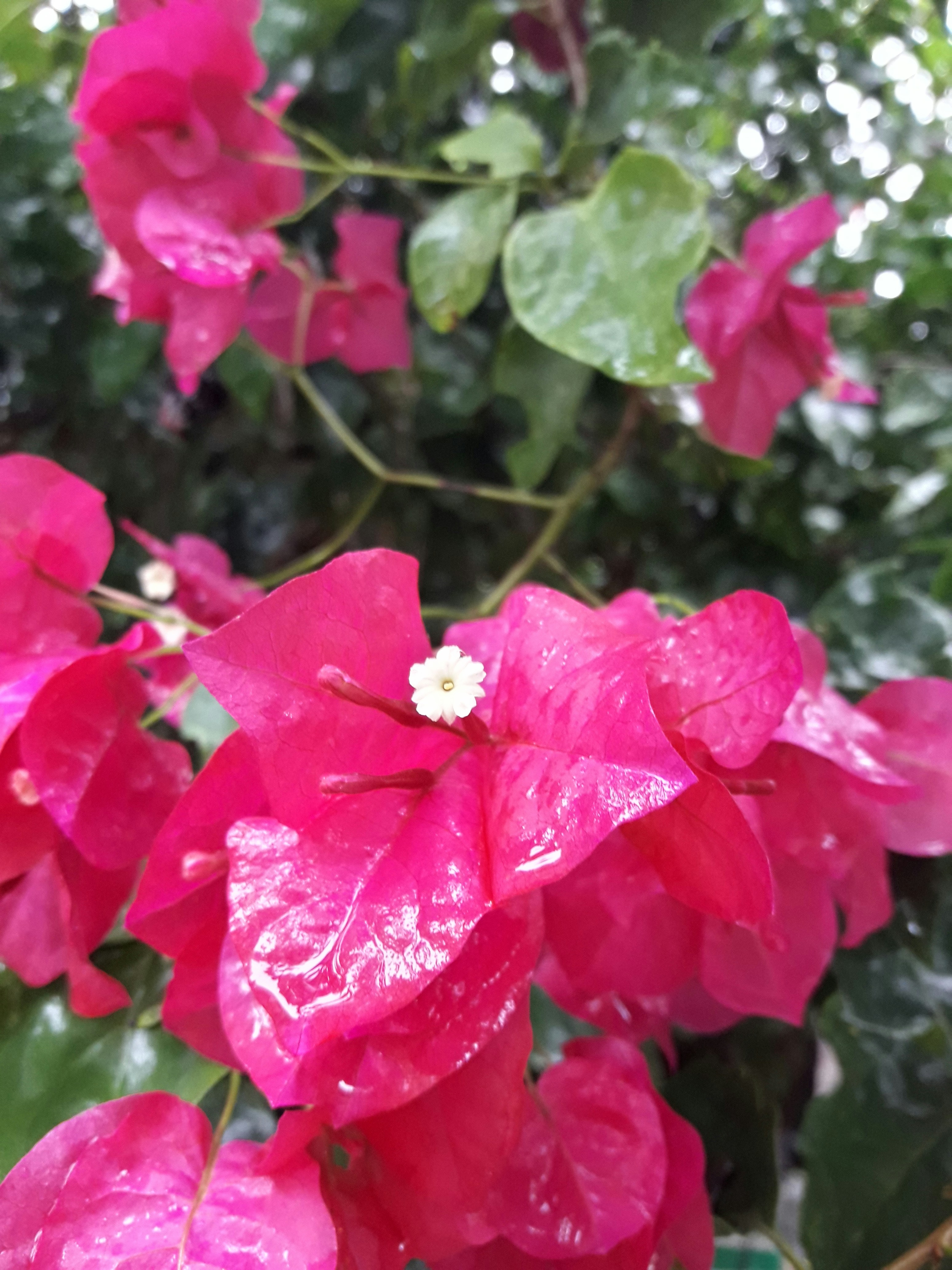 Free Unsplash photo from Ramiro Martinez