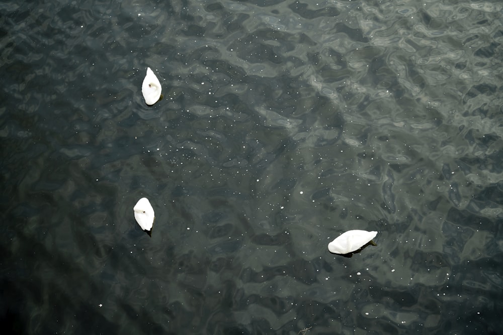 A drone shot of three swans floating in a lake