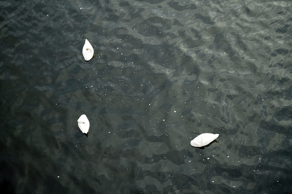 Una toma de dron de tres cisnes flotando en un lago
