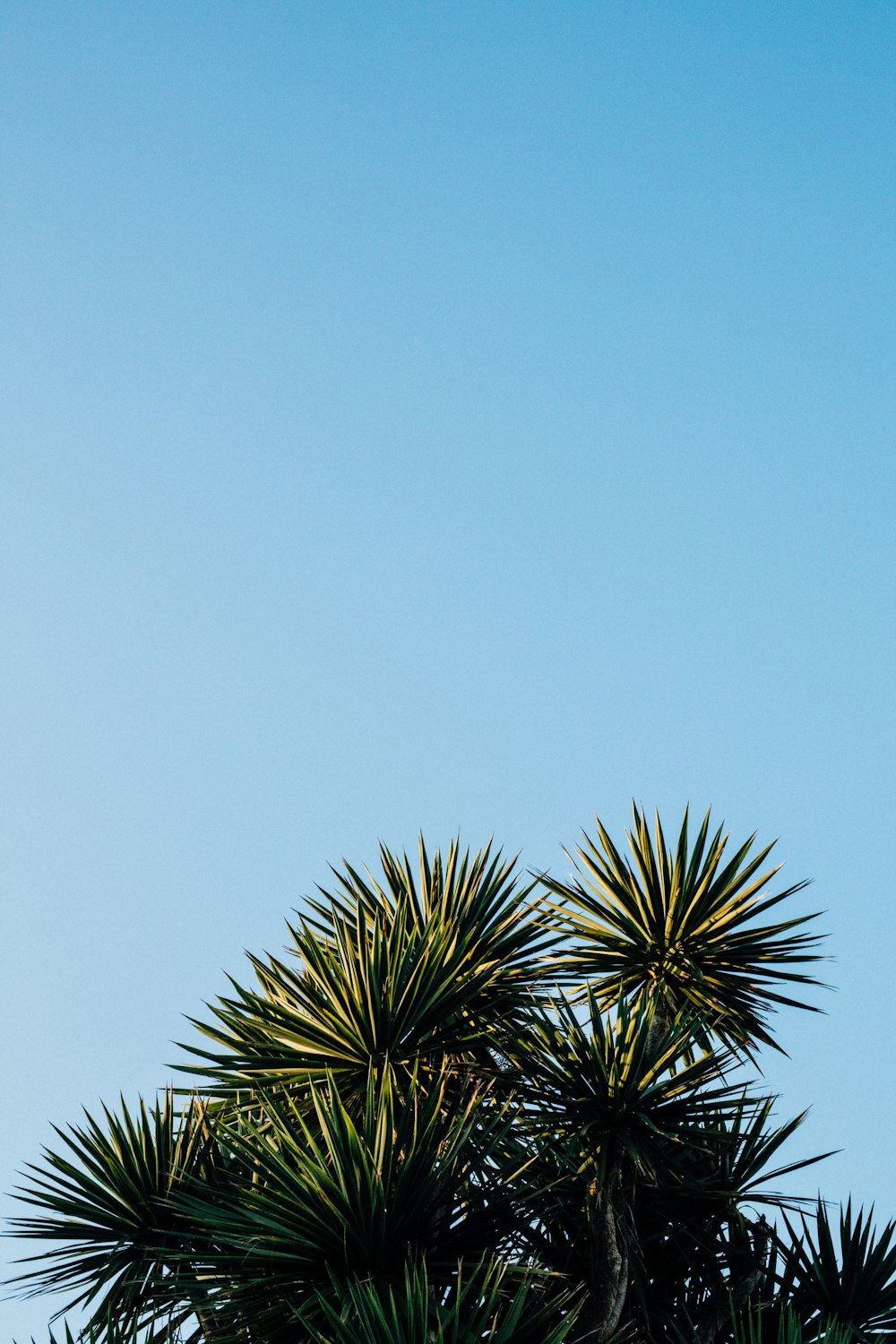 green leaf tree