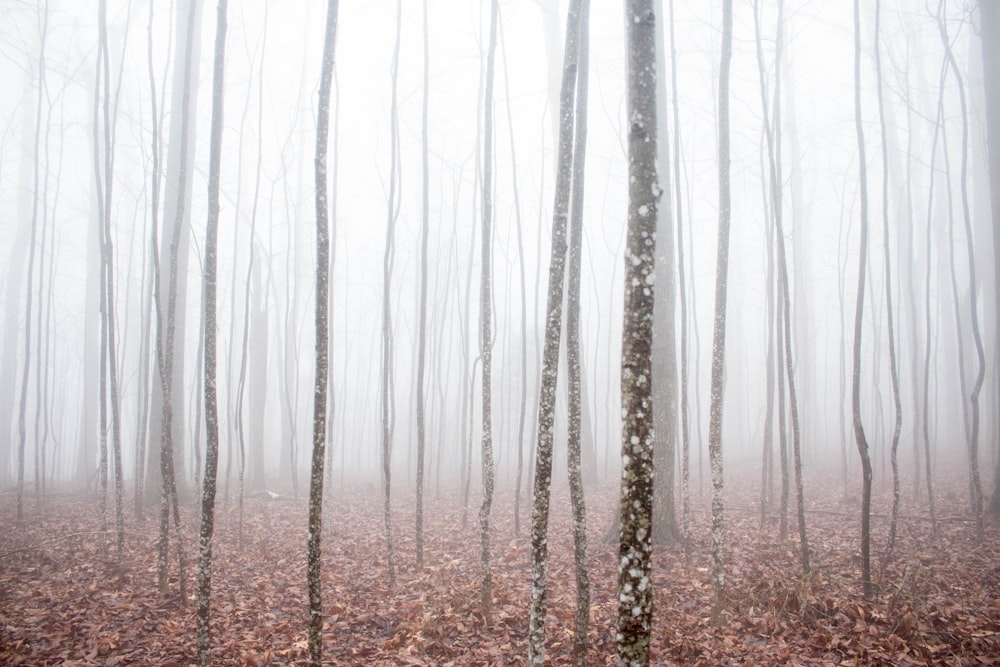 arbres desséchés