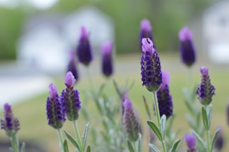 Several lavender flowers in full bloom, with their vibrant purple petals and green stalks, are prominently in the foreground. The background is blurred, featuring a soft-focus view of greenery and buildings.