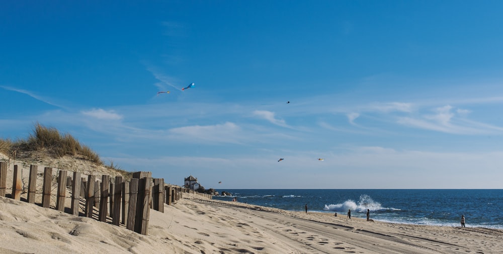 birds flying over the sea during daytime