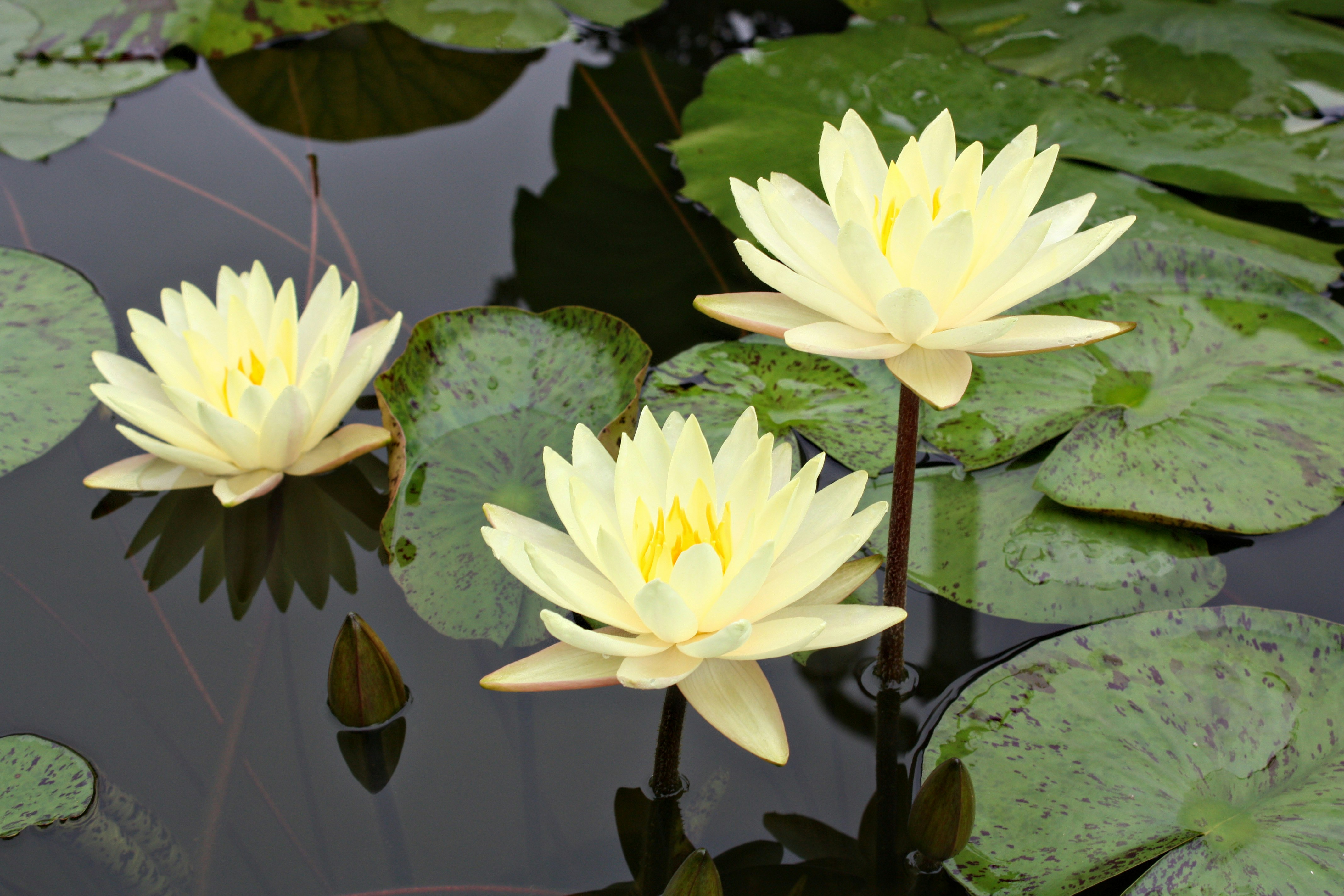 Free Unsplash photo from Holly Humbert