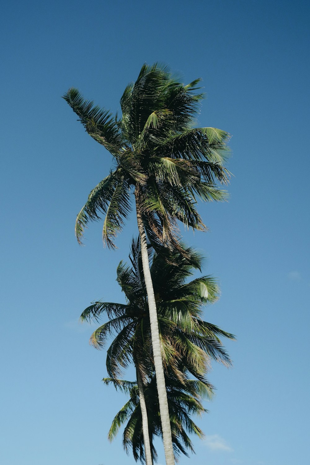 Low-Angle-Fotografie von drei Kokospalmen