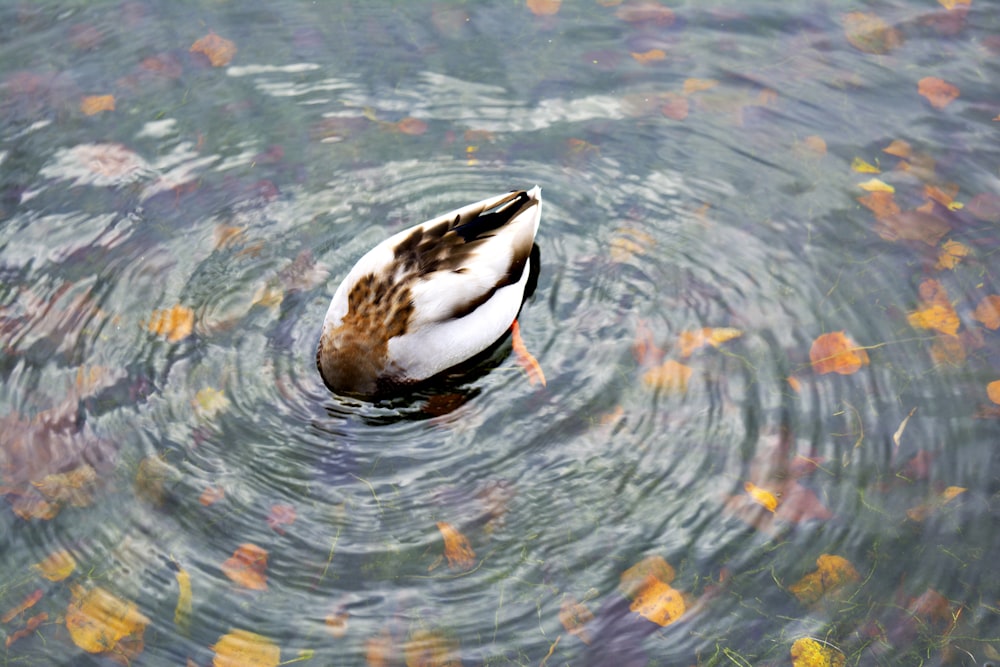 duck dip his head into the water