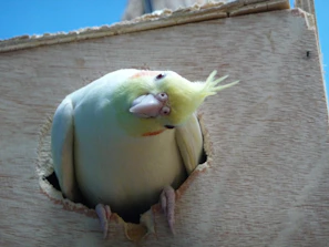 A confident cockatiel exploring its environment with curious, bright eyes against a soft blue background