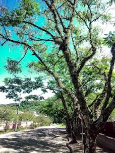 A view of a picturesque street lined with trees.