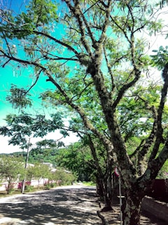 A view of a picturesque street lined with trees.