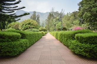 A peaceful landscaped garden path winding through the township under a clear blue sky.