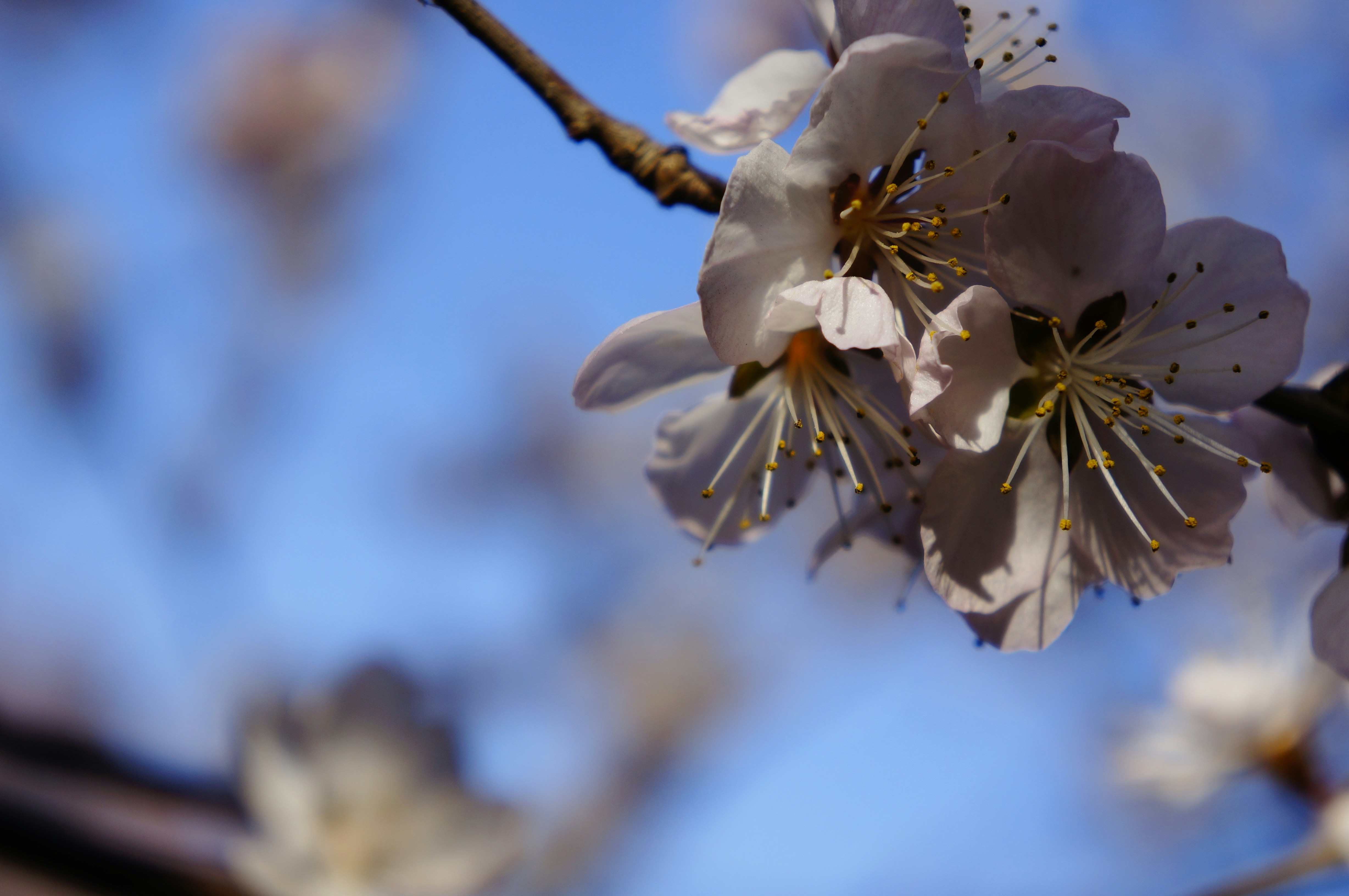 Free Unsplash photo from Freez Sun