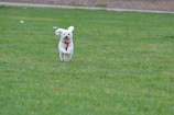 Mini White Spitz happily running across a sunlit garden patch.