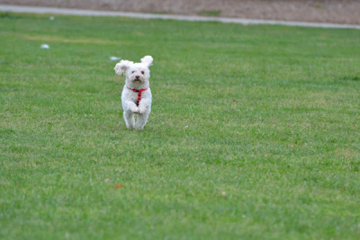 Mini White Spitz happily running across a sunlit garden patch.
