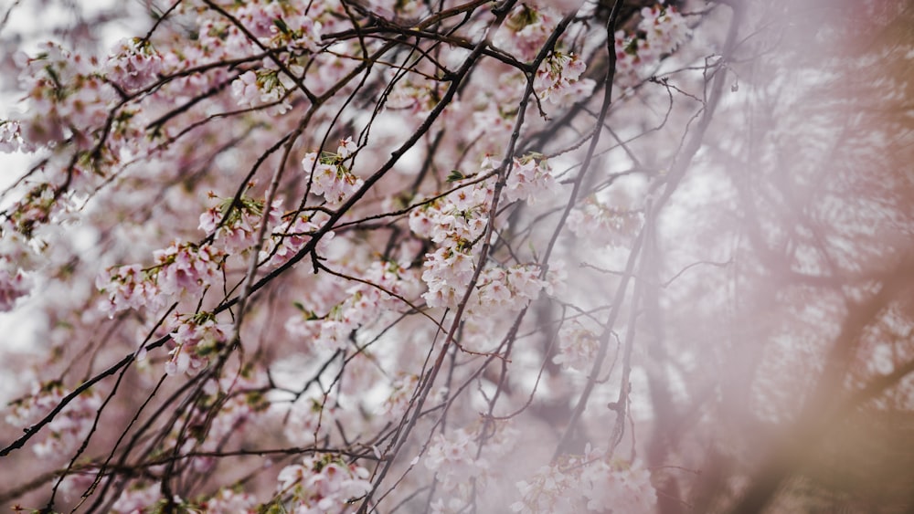 pink flowers