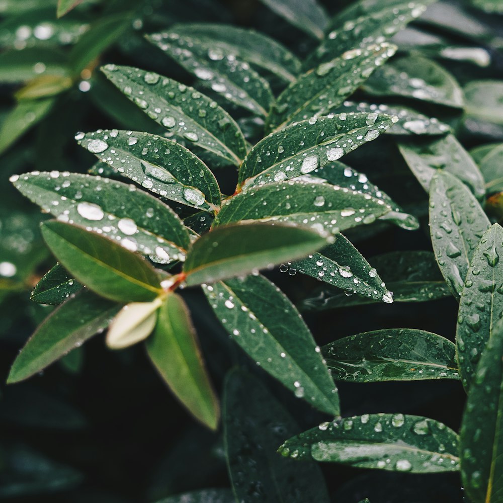 green leaves with water photography