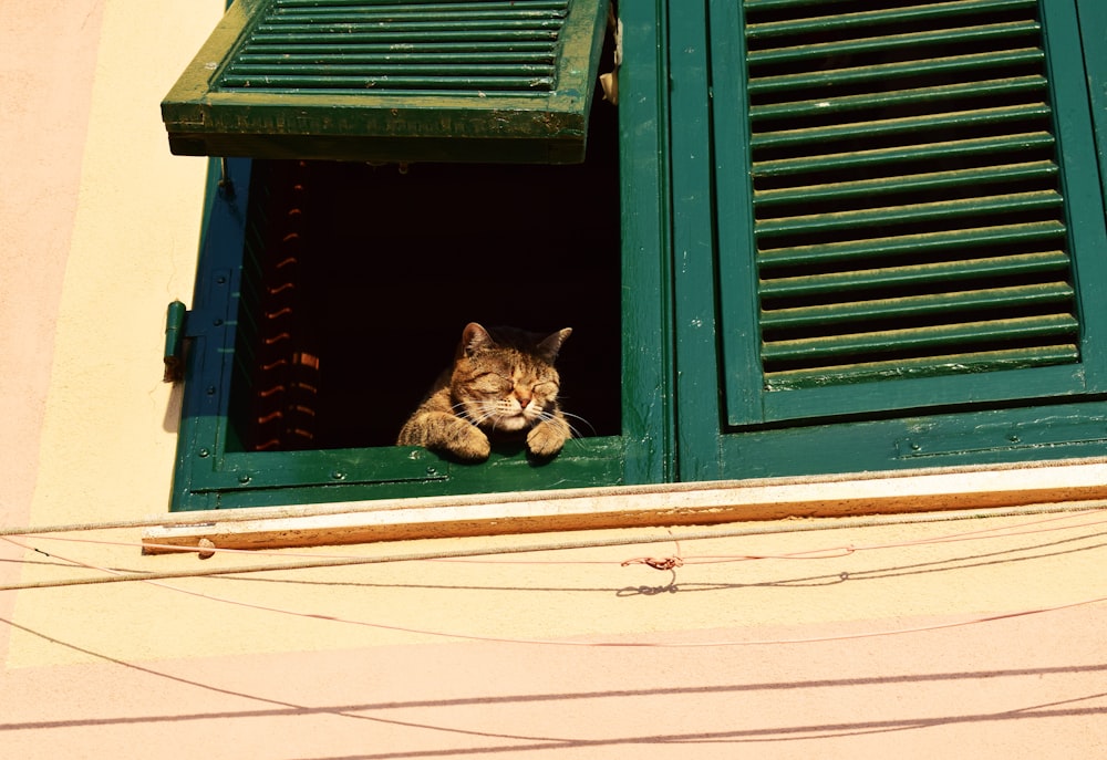 창에 갈색 줄무늬 고양이