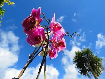 A panoramic view of the orchid garden showcasing rows of colorful blooms against a bright blue sky.