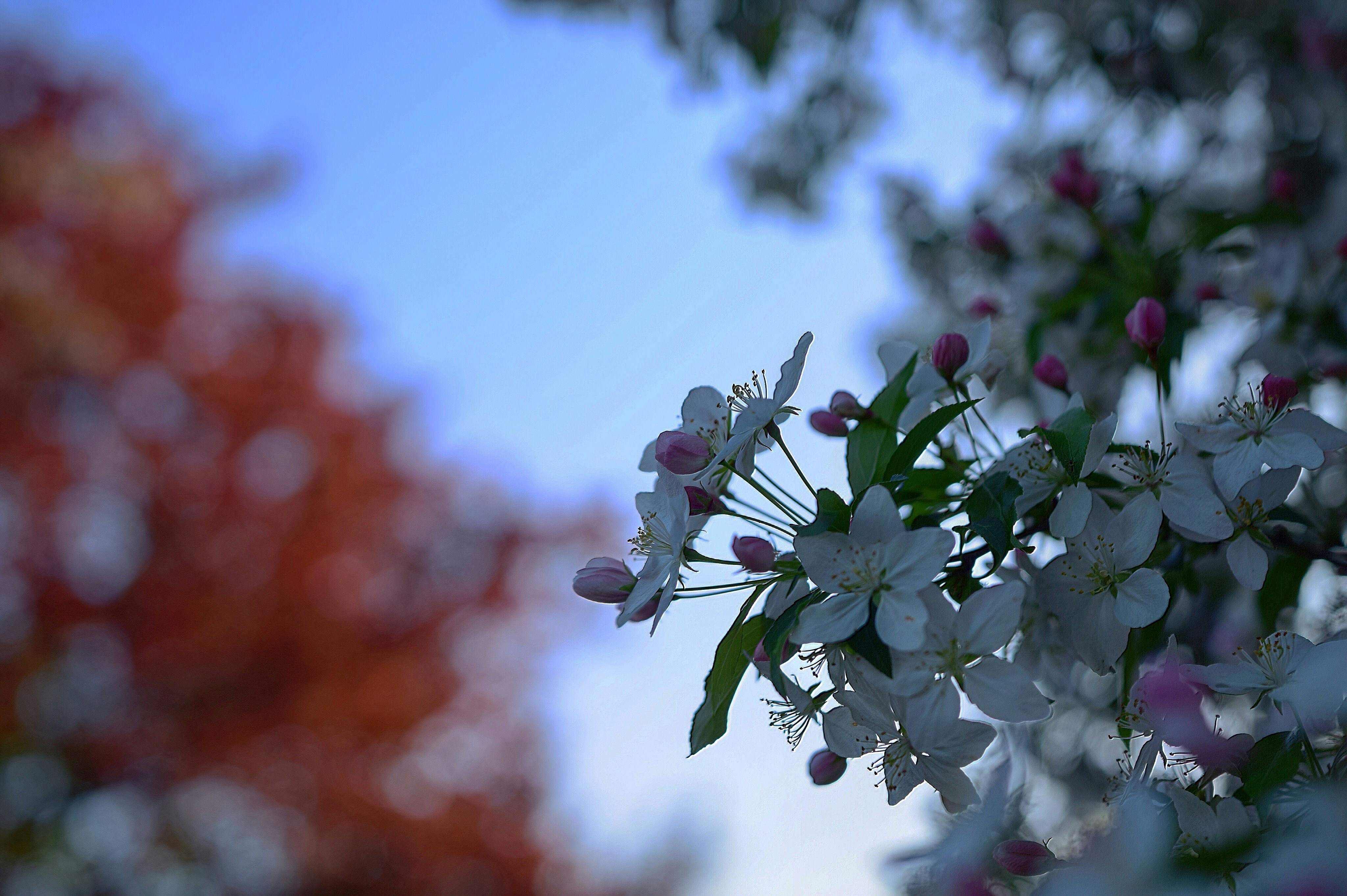 Free Unsplash photo from Mirciov Dan