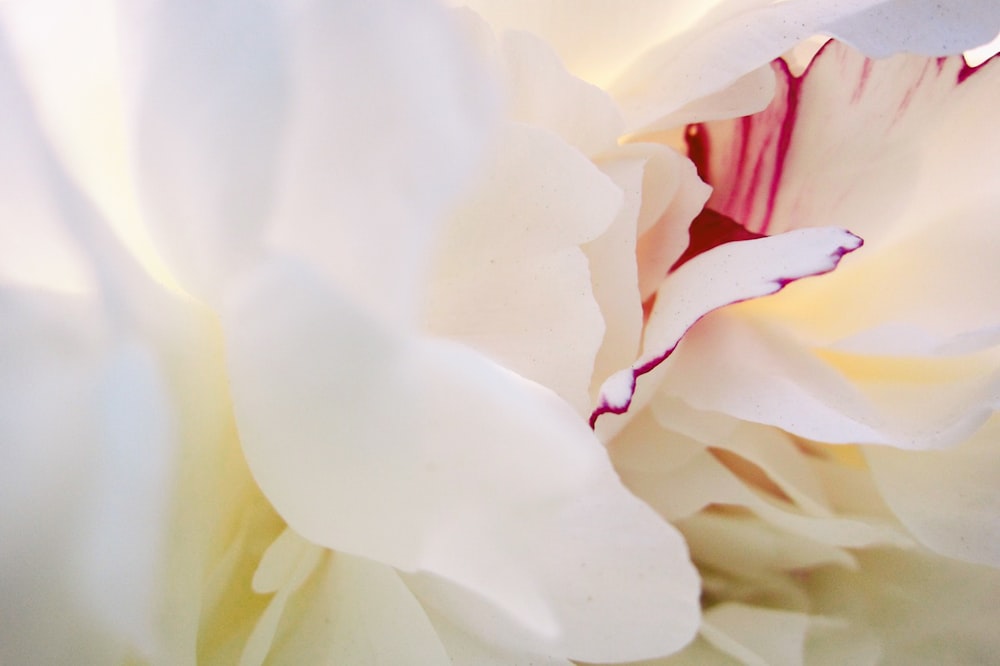 white and pink flower