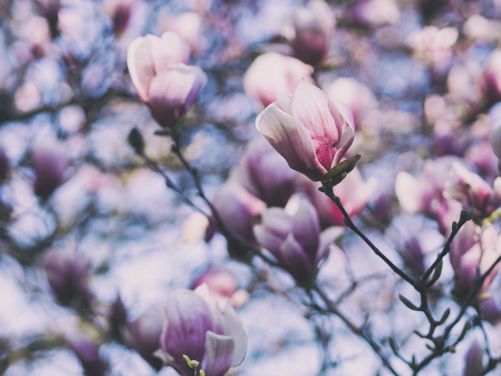 selective focus photography of pink petal flowers