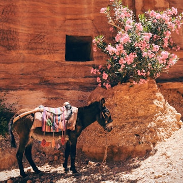 black donkey near the pink flowers