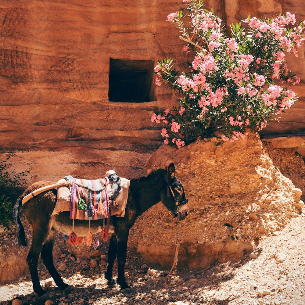 Schwarzer Esel in der Nähe der rosa Blumen