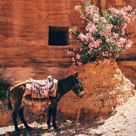 black donkey near the pink flowers in Wadi Musa Jordan
