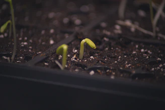 closeup photo of green plant