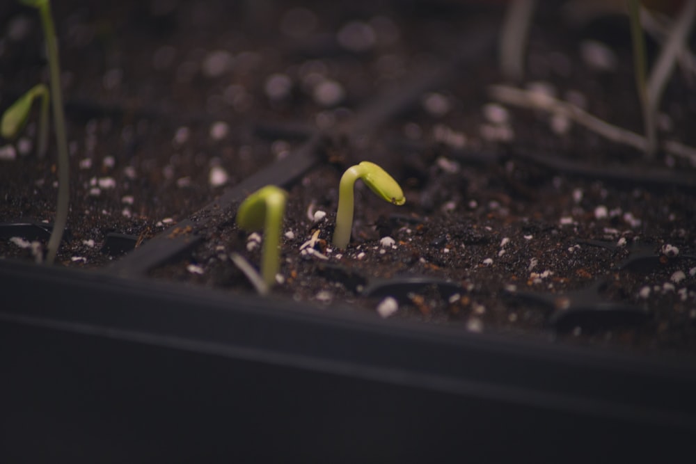 foto de closeup da planta verde