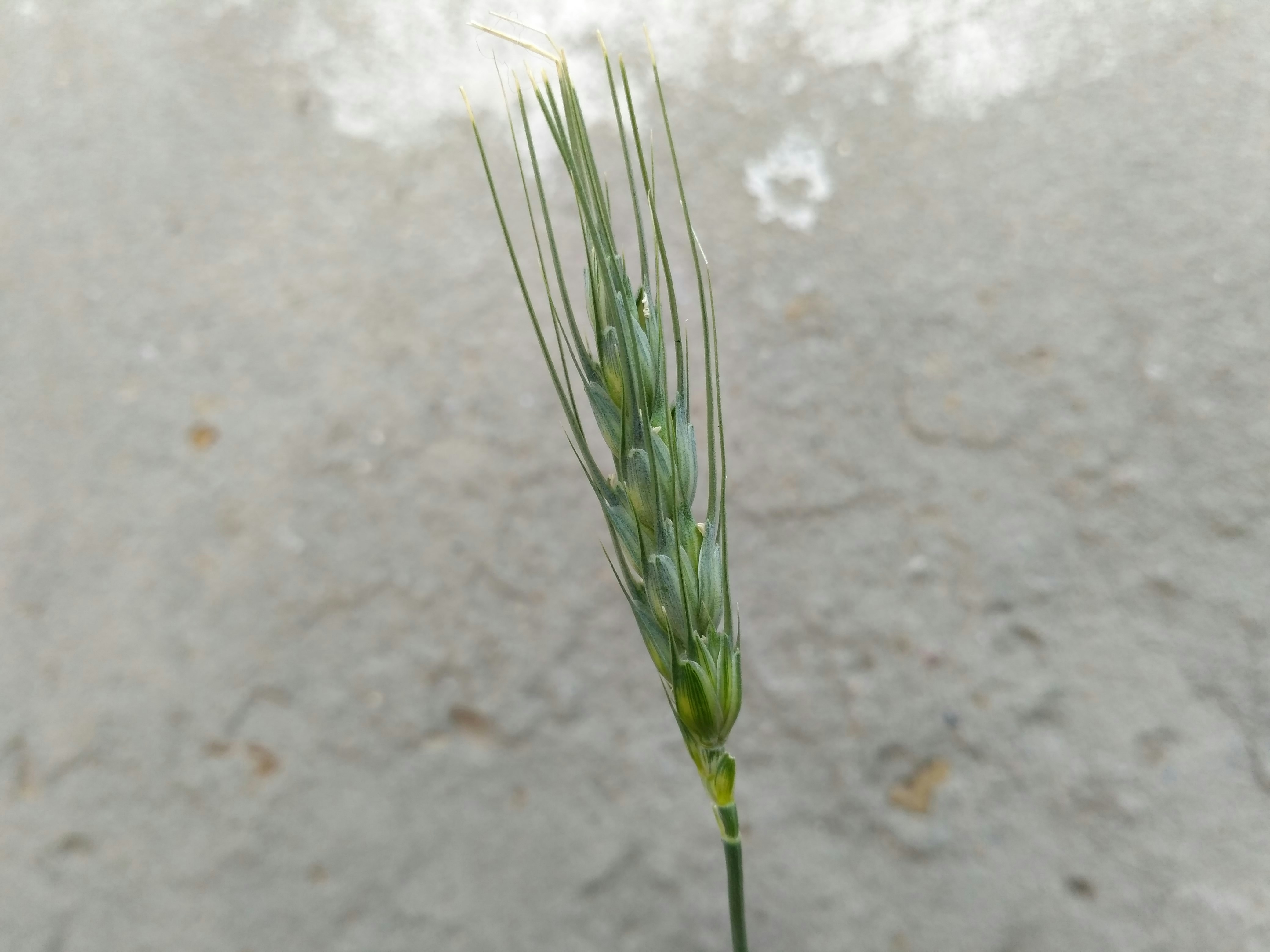 Free Unsplash photo from Prince Yadav