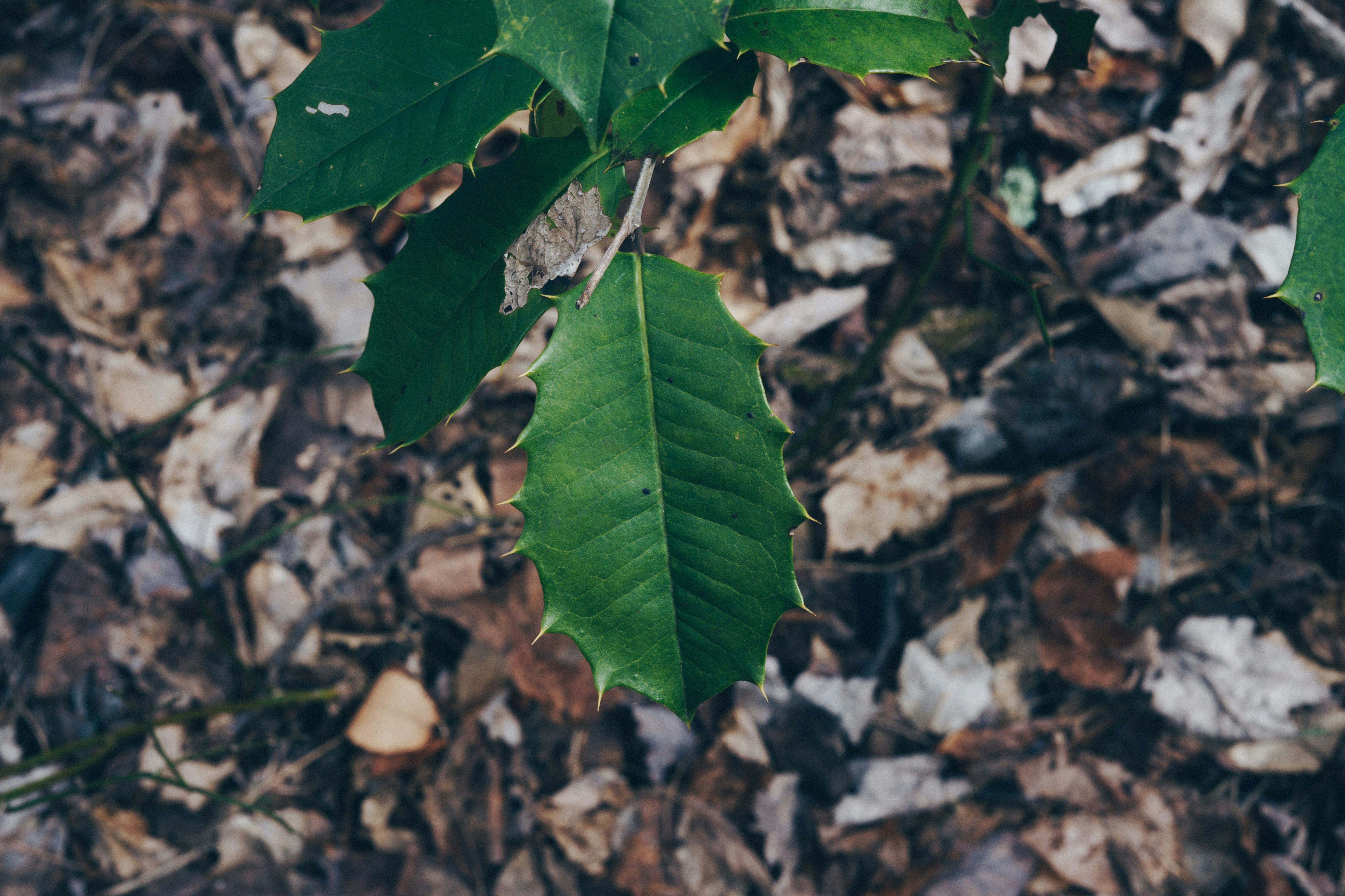 Free Unsplash photo from Jeffrey Wegrzyn