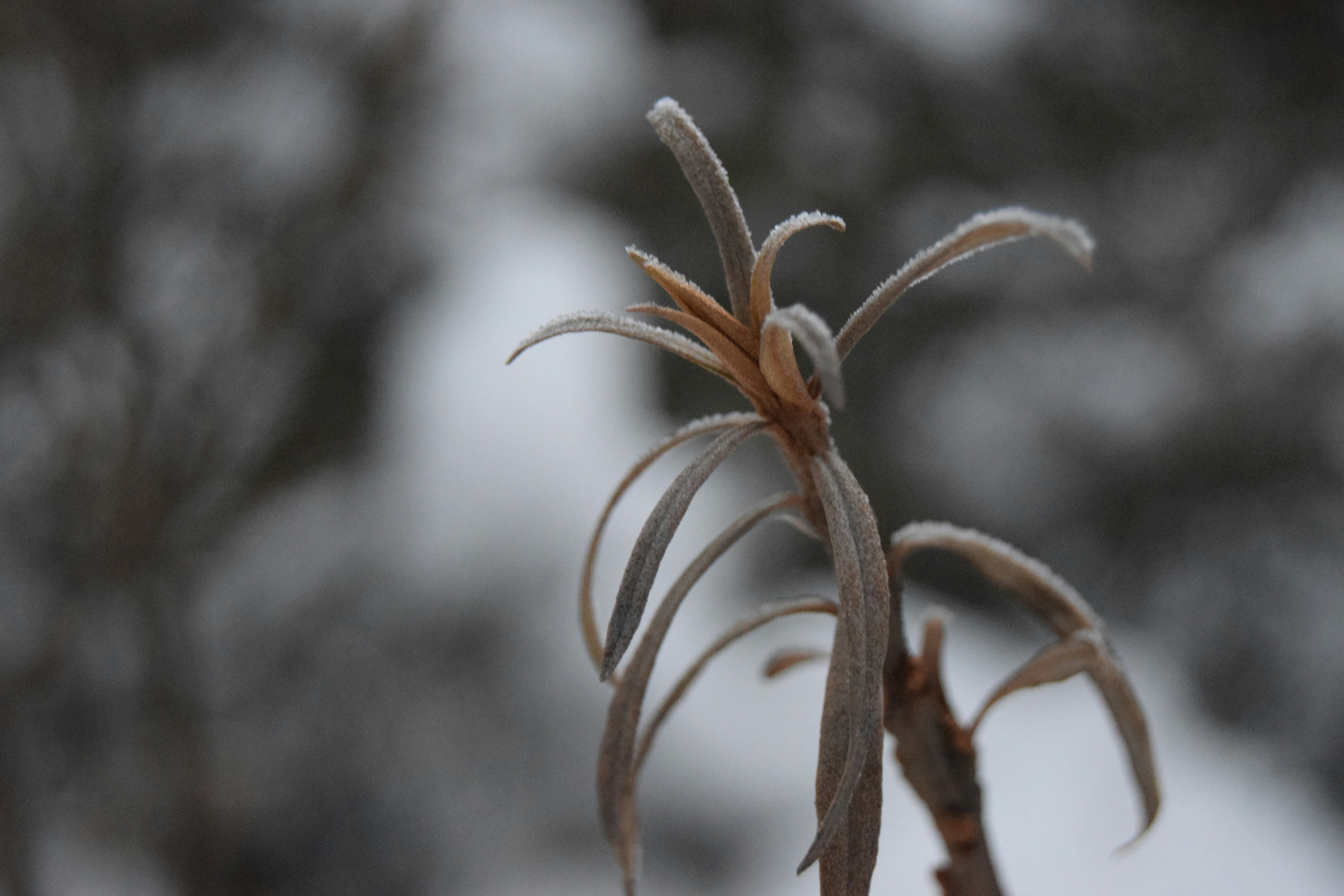 Free Unsplash photo from Елена Скворцова